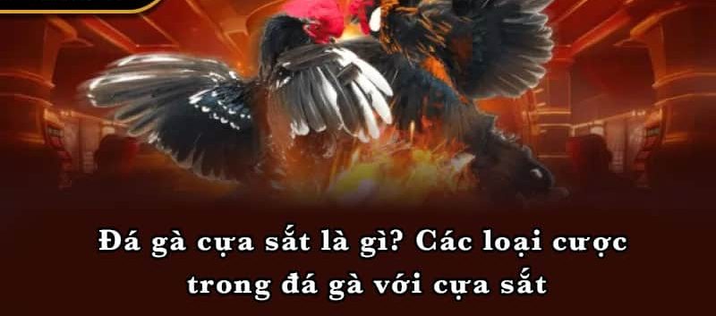 Đá gà cựa sắt là gì? Các loại cược trong đá gà với cựa sắt